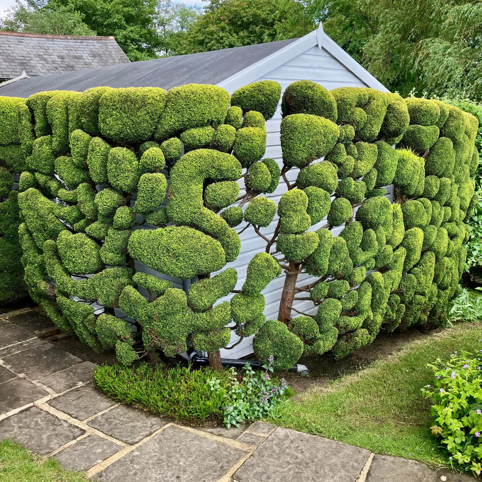 Abstract cloud pruning on Leylandii with Japanese Niwaki influence