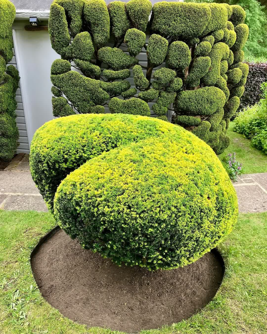 Foreground yew shaped into flowing abstract waves with cloud-pruned Leylandii behind