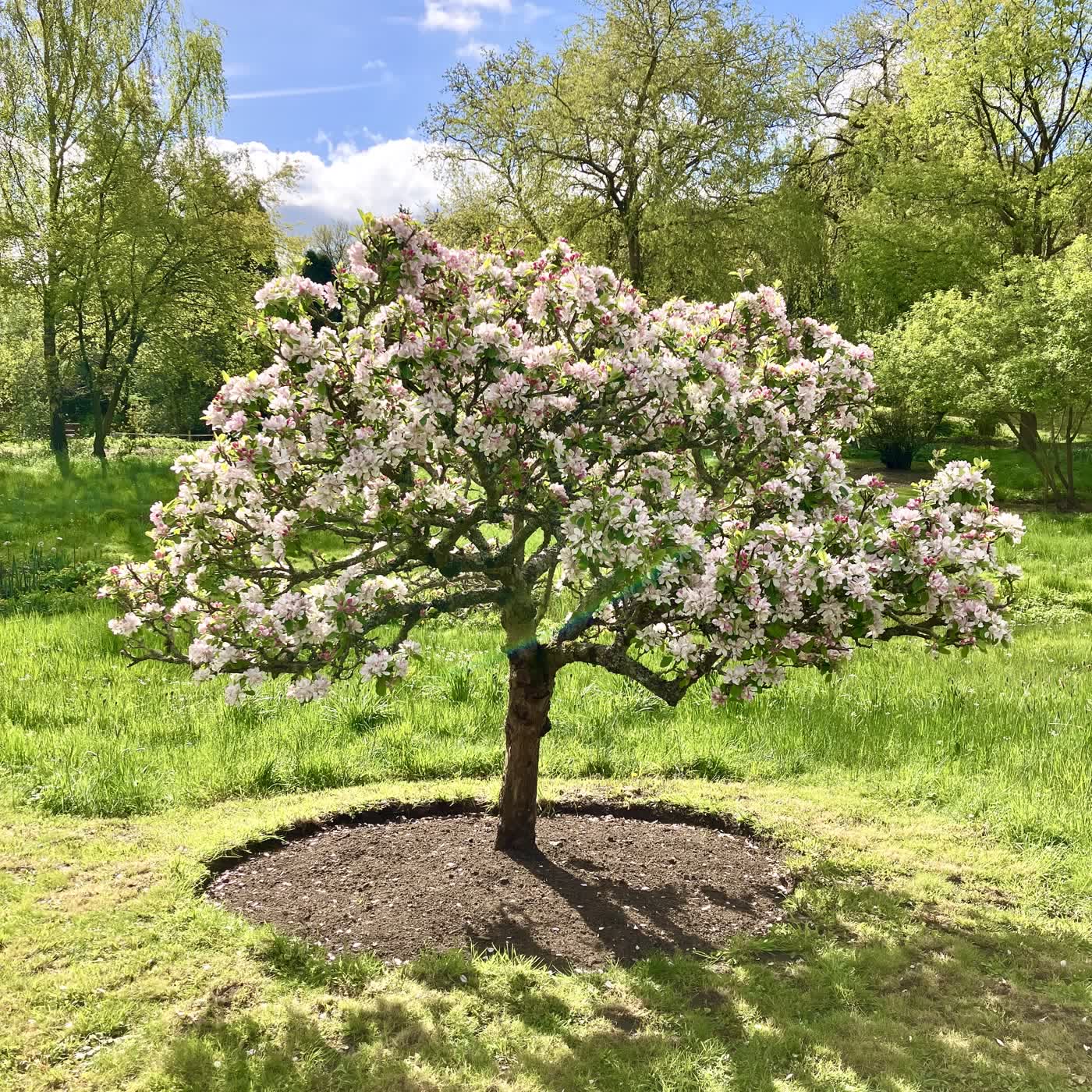 Expertly pruned apple tree shaped into niwaki form, photographed in full spring bloom