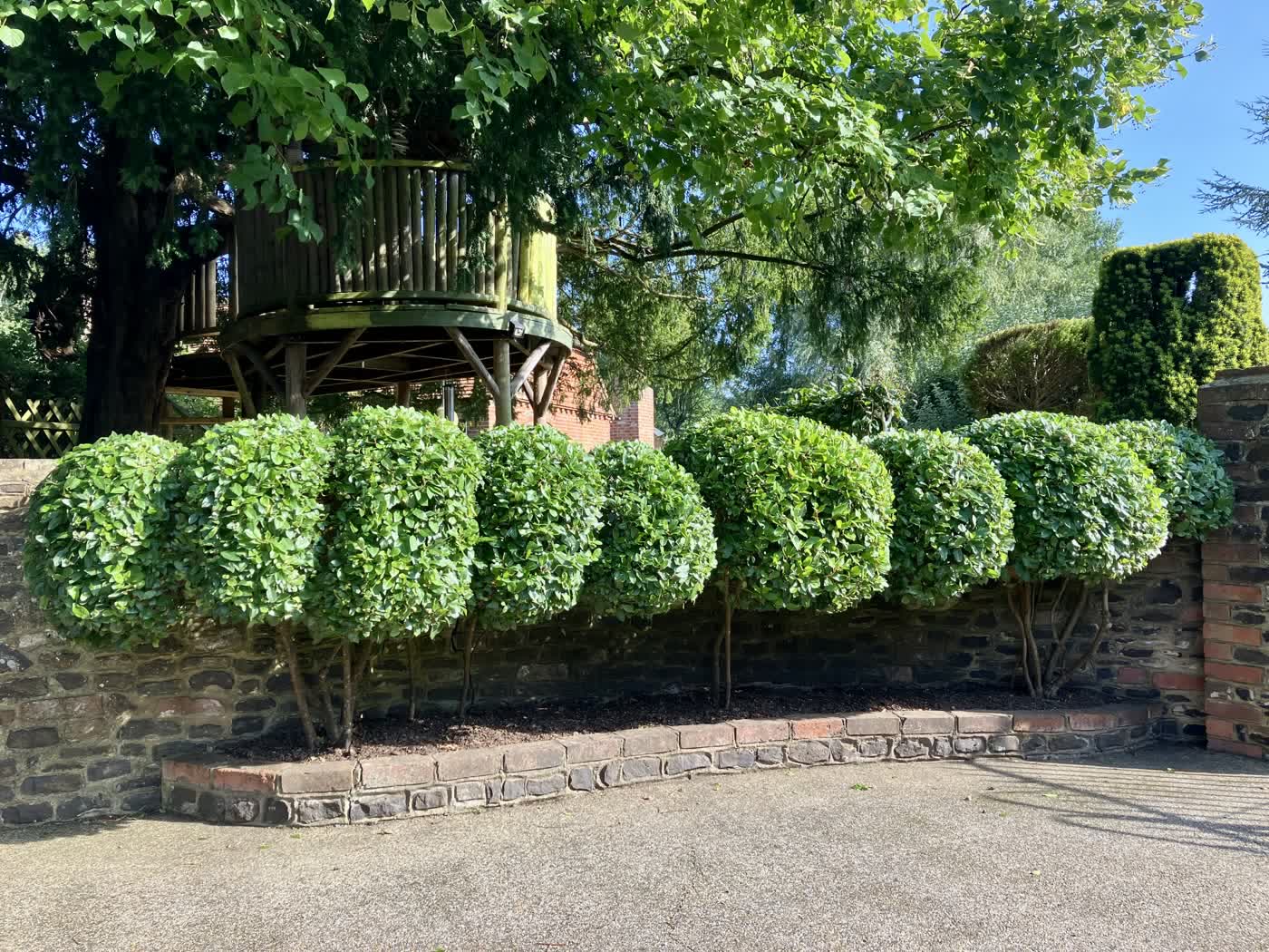 Viburnum tinus shrub clipped into neat rounded pompom topiary forms