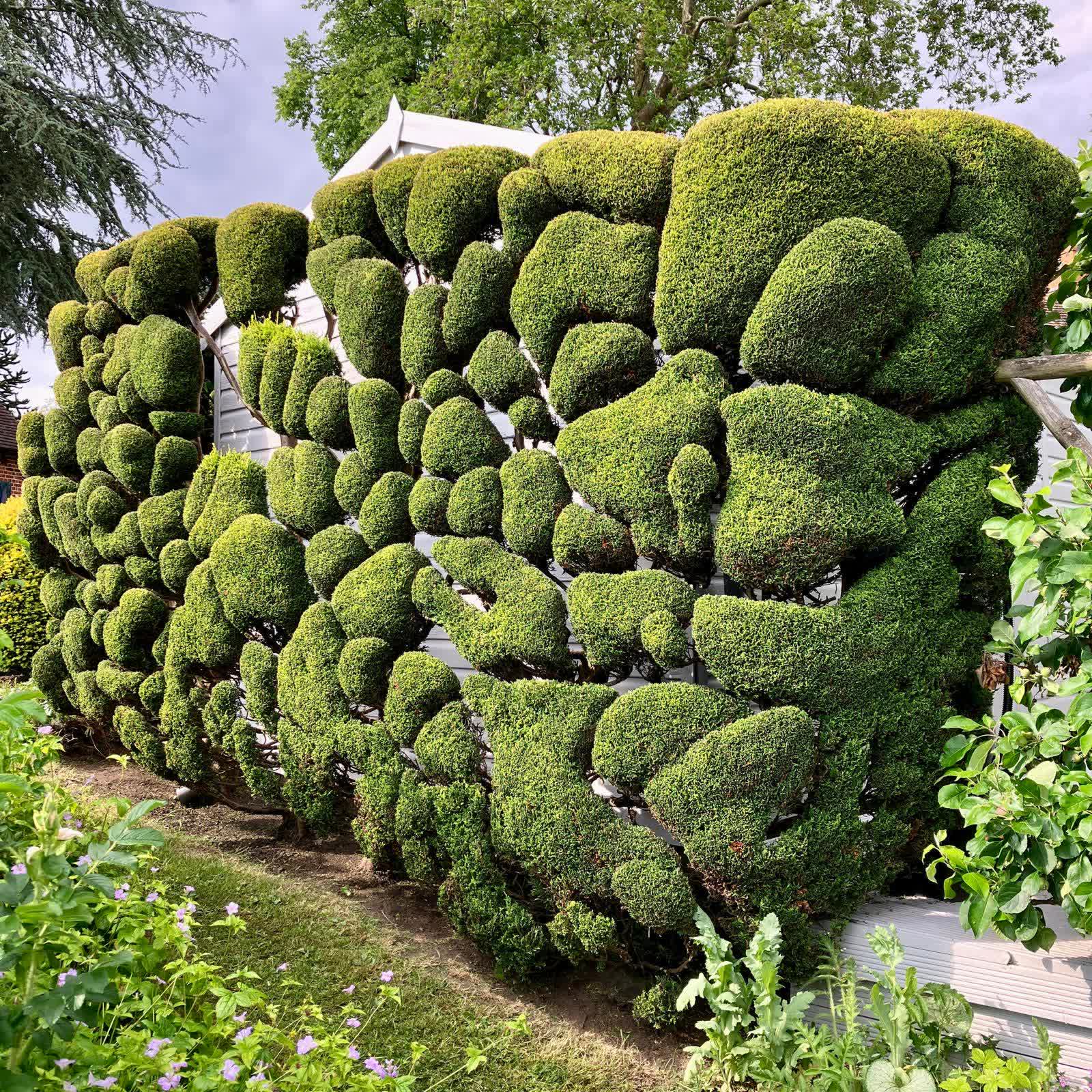 Dense cloud-pruned forms shaped across a hedge to create rhythm, depth and living sculpture